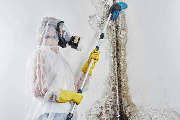 Office Mold Removal Services in Dewitt, IA