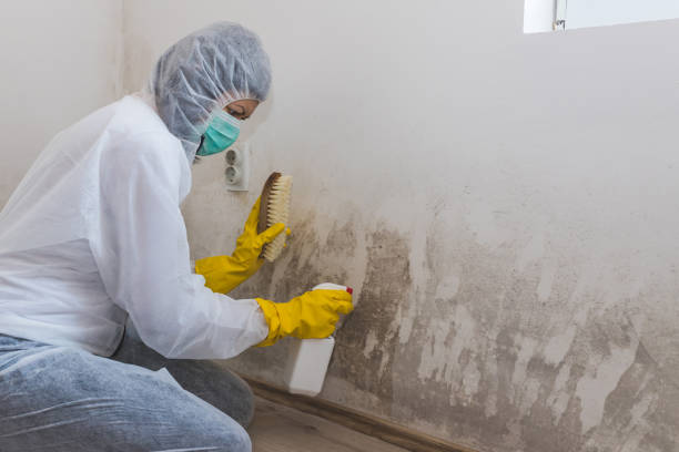 Best Black Mold Removal  in Dewitt, IA