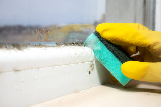 Best Office Mold Removal Services  in Dewitt, IA