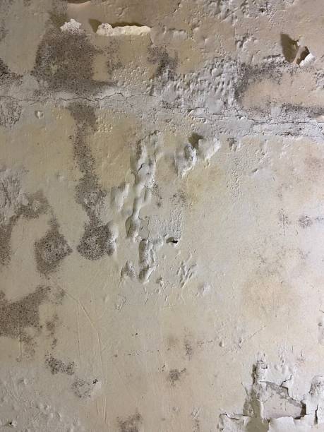 Best Attic Mold Removal  in Dewitt, IA