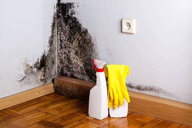 Best Mold Testing  in Dewitt, IA