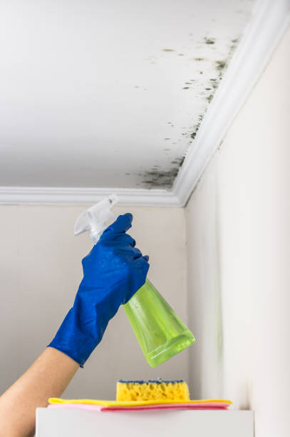 Best Certified Mold Removal  in Dewitt, IA