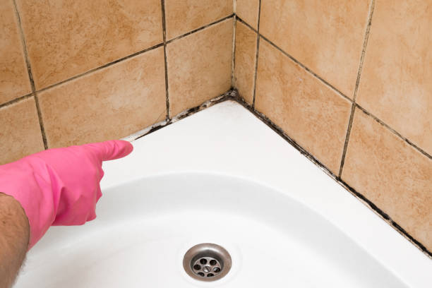 Best Mold Inspection  in Dewitt, IA